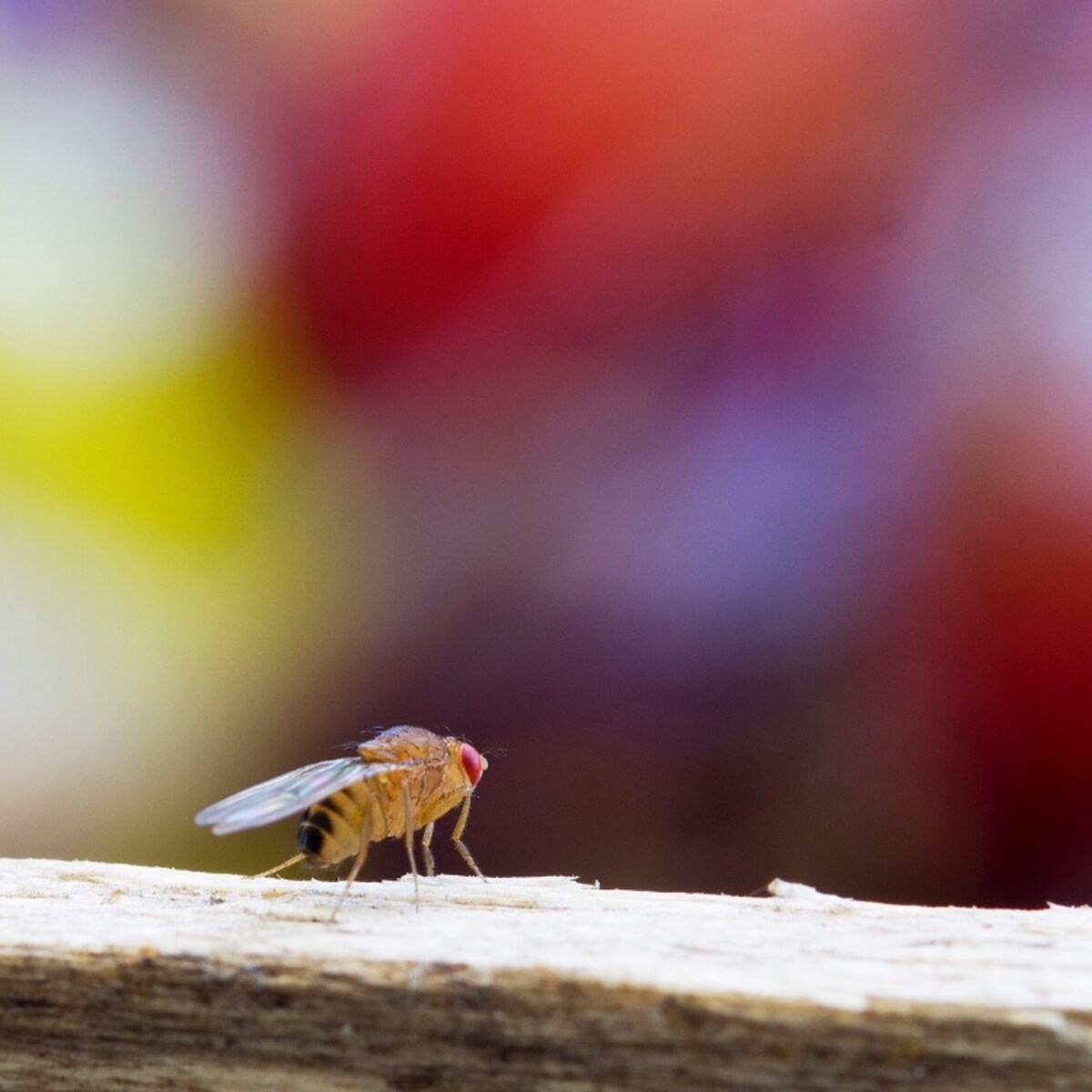 fruitvliegjes koelkast
