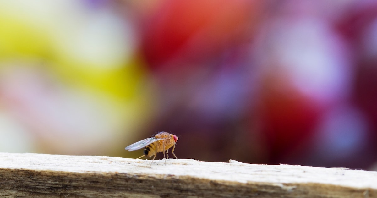 fruitvliegjes in koelkast
