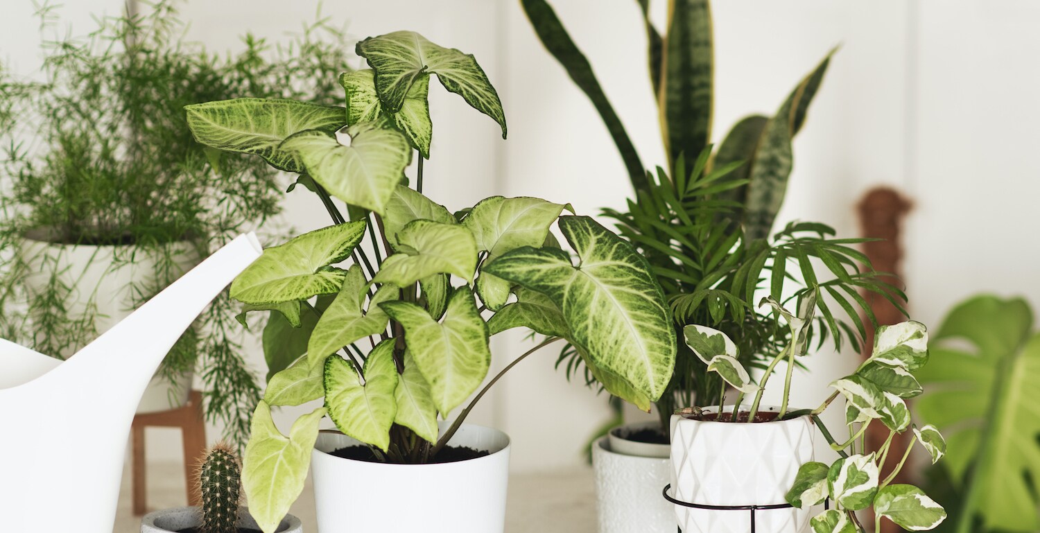 Met dze tips van een plantendokter blijven jouw planten mooi groen -  Margriet - inspiratie voor een gelukkig, gezond en betrokken leven