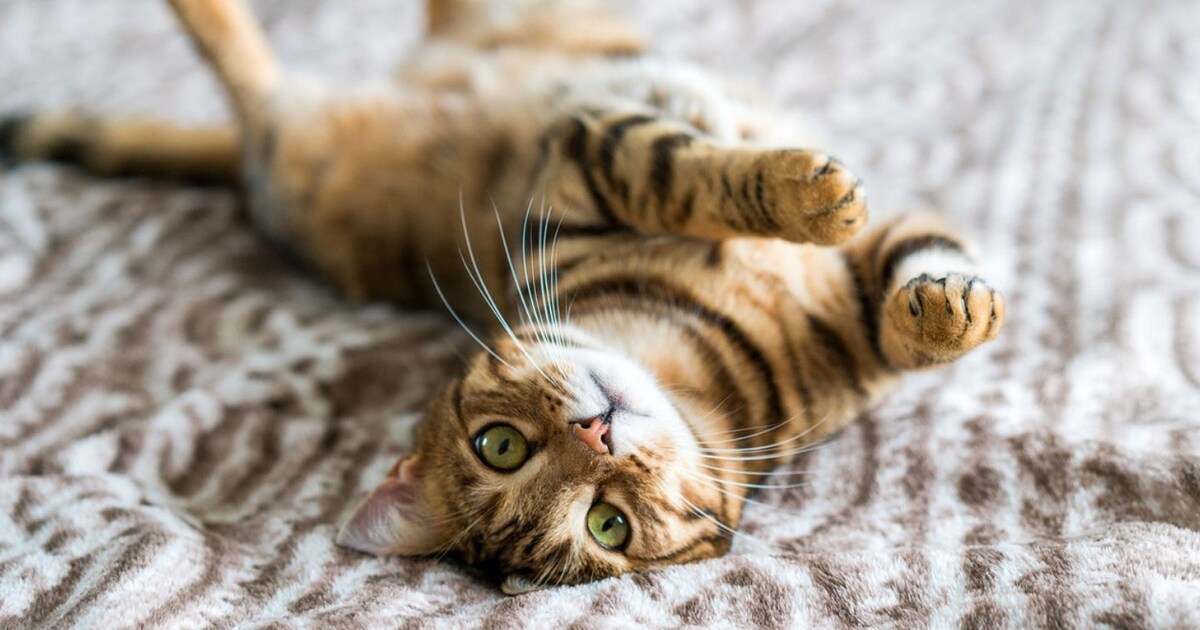 Allergisch voor katten? Dankzij dít vaccin ben je er in één keer vanaf! Margriet