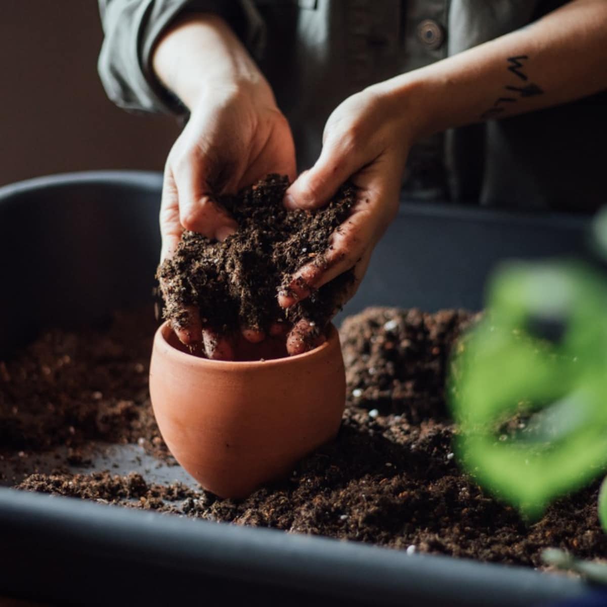 Hoe vaak zou je de potgrond van je plant moeten vervangen? | Margriet