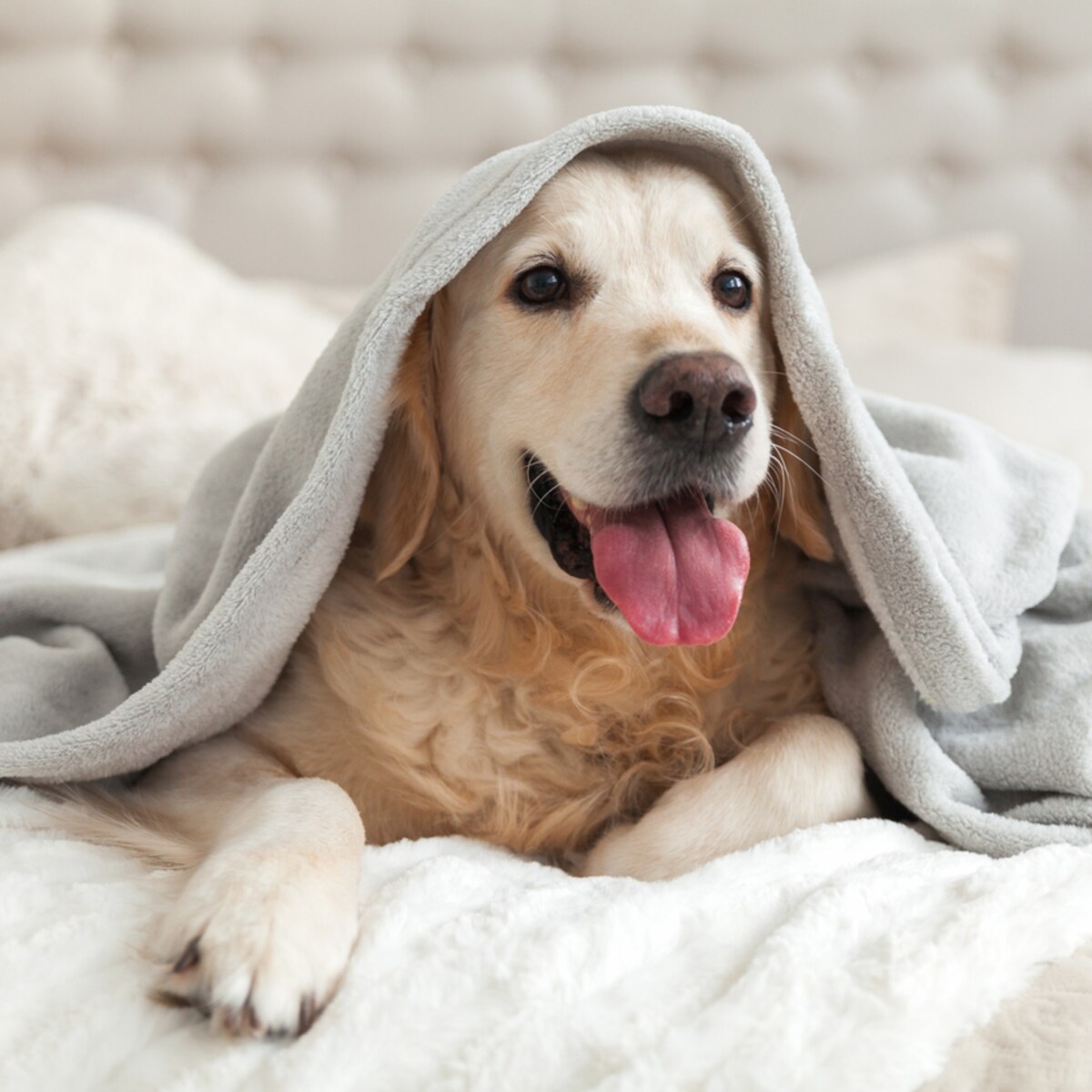 https://image.margriet.nl/207066737/feature-crop/1200/1200/happy-smiling-young-golden-retriever-dog-under-light-gray-plaid