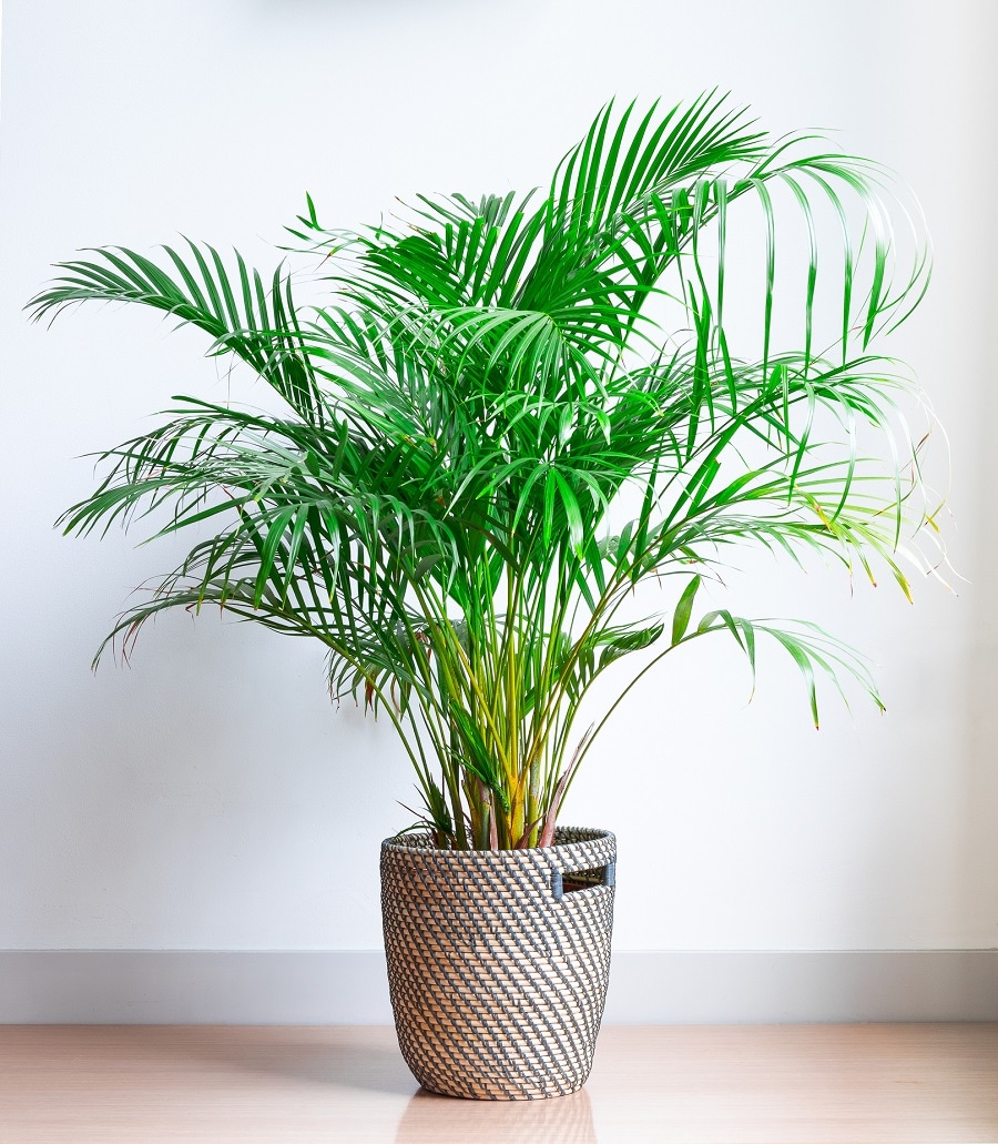 Deze 7 planten zijn wl veilig voor jouw hond of kat