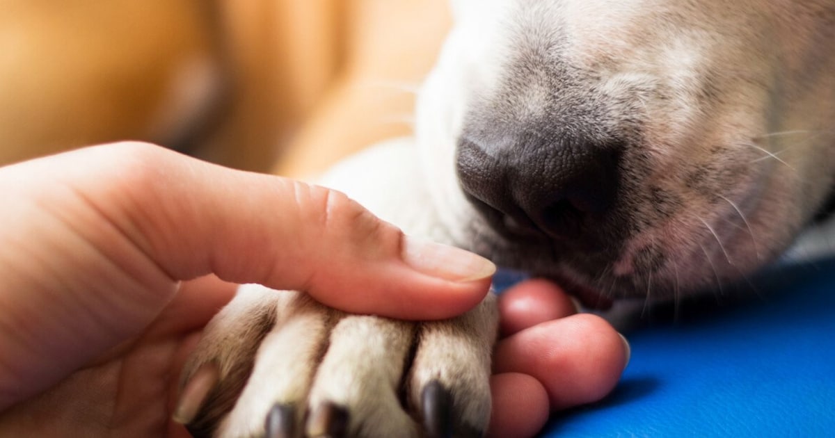 Aha dít betekent het dus als je hond z n pootjes op je schoot legt