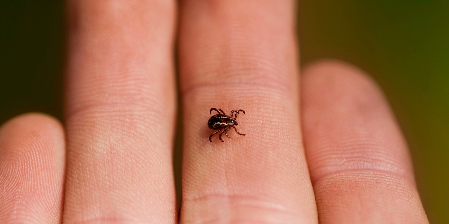 Deel Ex-patiënten Houdt Lang Klachten Na Ziekte Van Lyme | Margriet ...