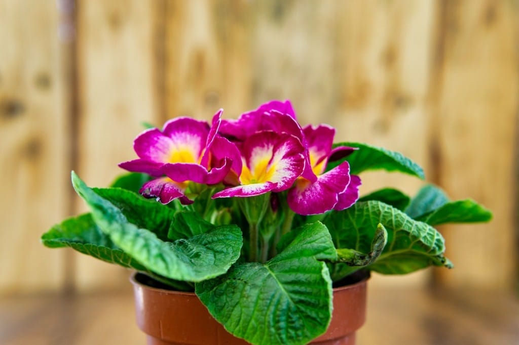 giant hibiscus plants Red Hibiscus Rose Mallow Plants main image 0