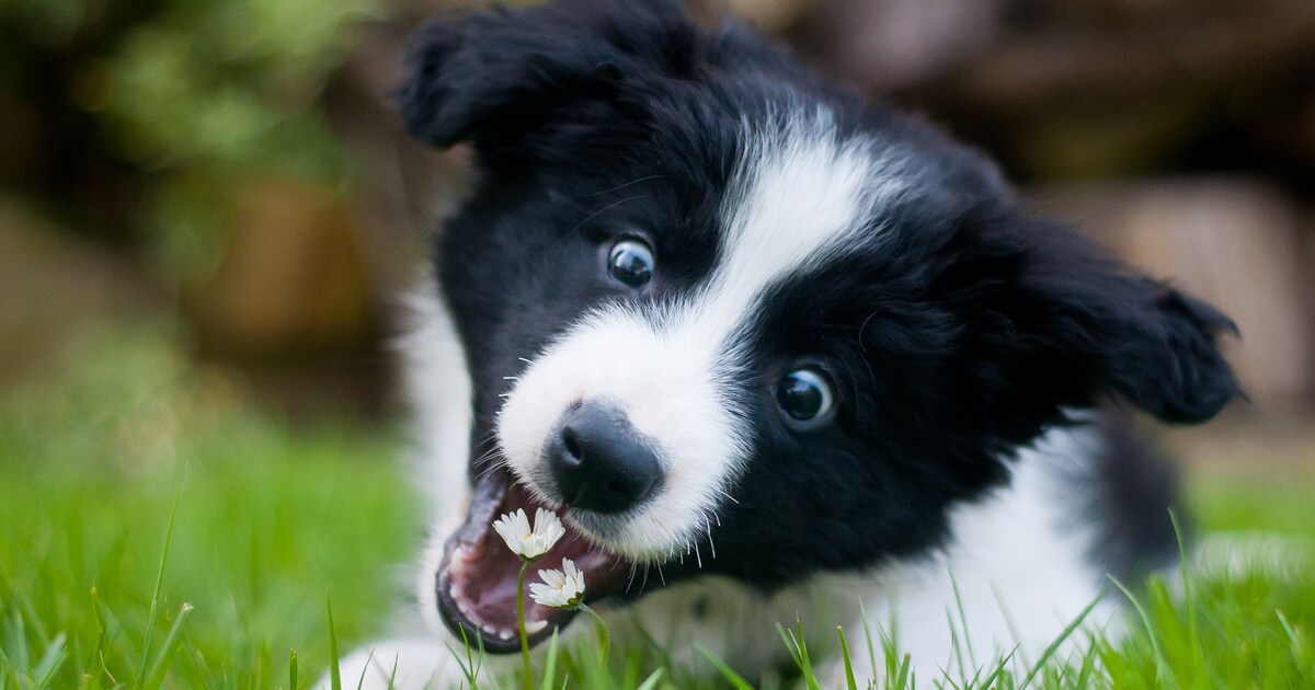 Is het slecht voor honden om gras te eten? Margriet Margriet