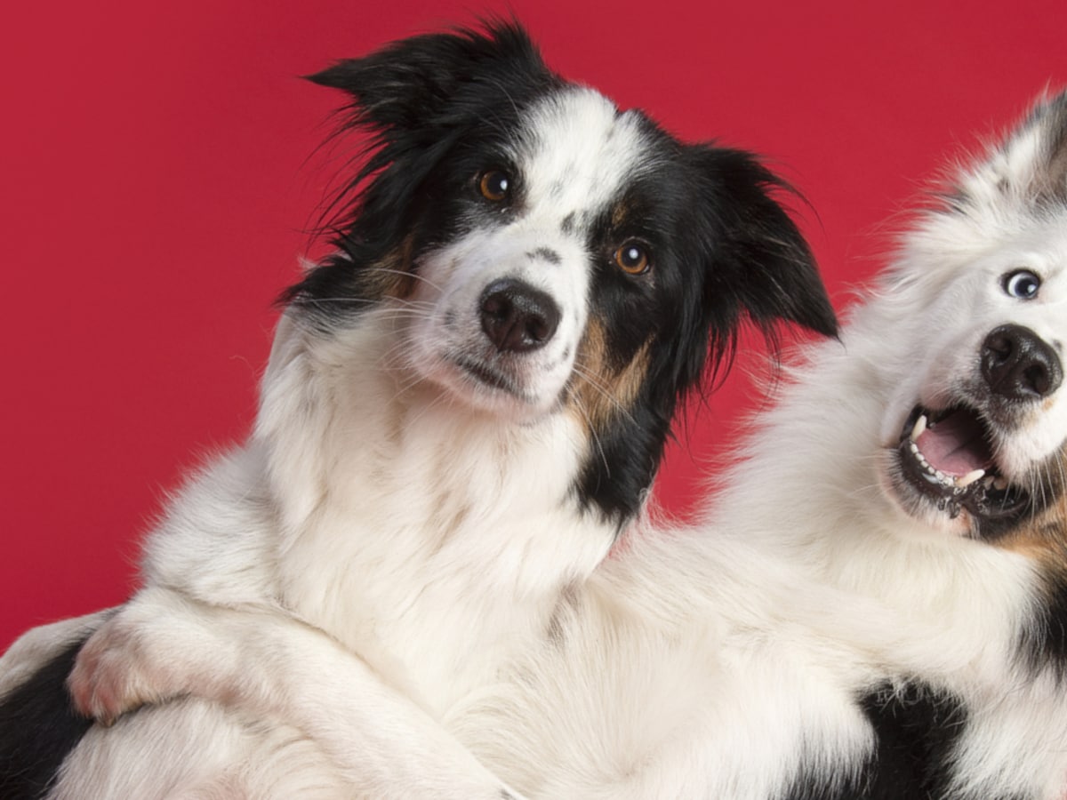 Herkennen honden en katten hun broers en zussen? | Margriet | Margriet