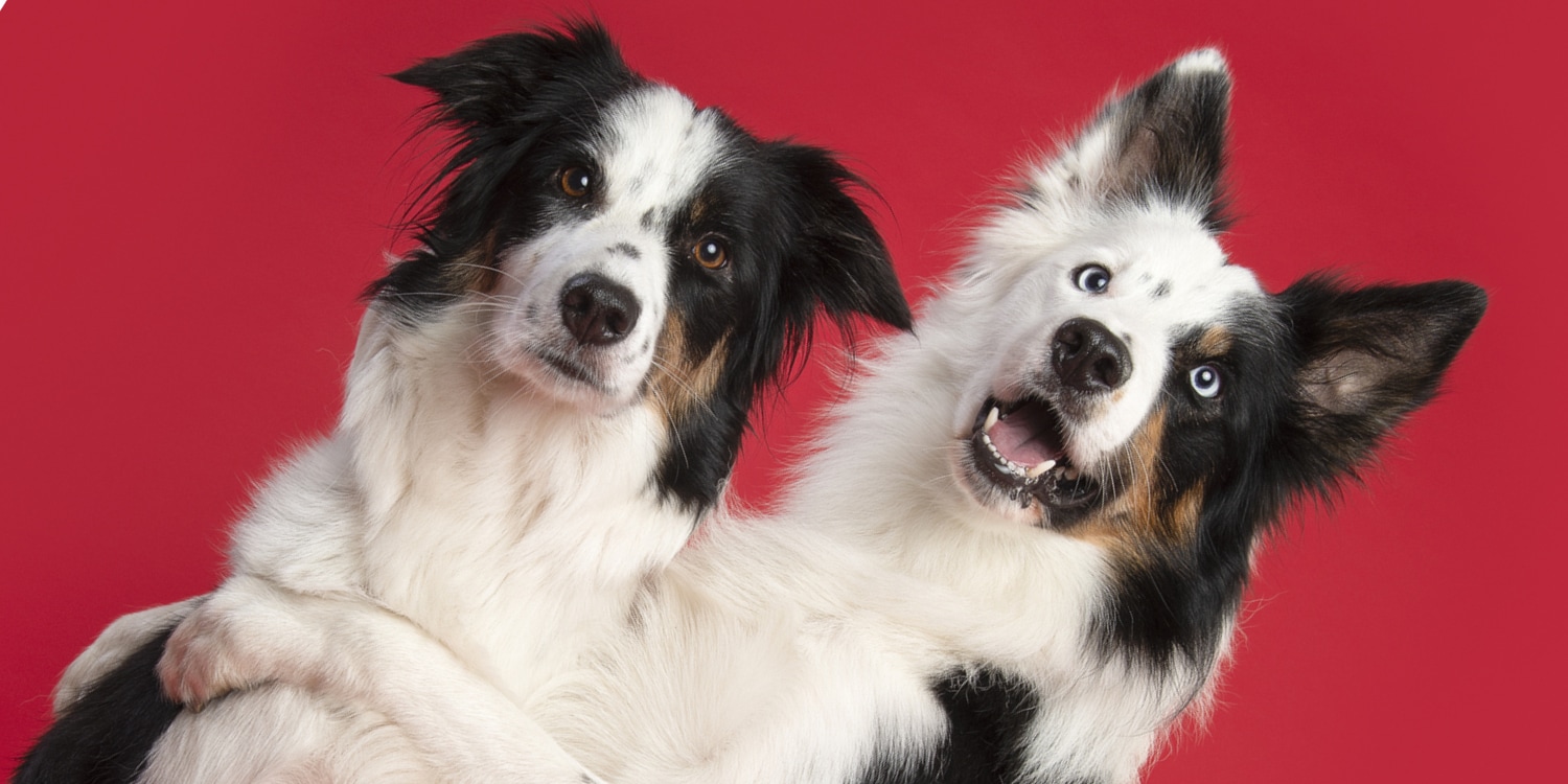 Herkennen honden en katten hun broers en zussen? | Margriet | Margriet