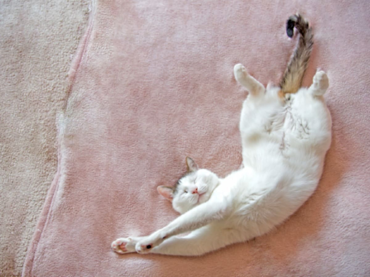 kat ligt languit op zij