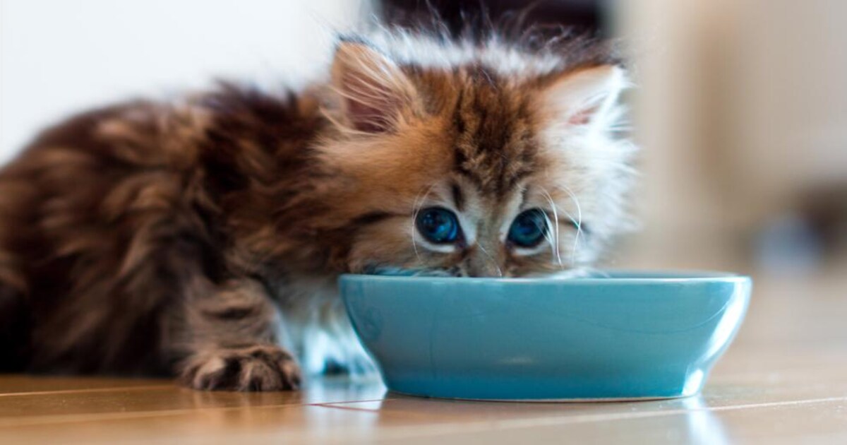 Kieskeurige kat of alleseter? Dit zijn de tips als je kat slecht eet ...