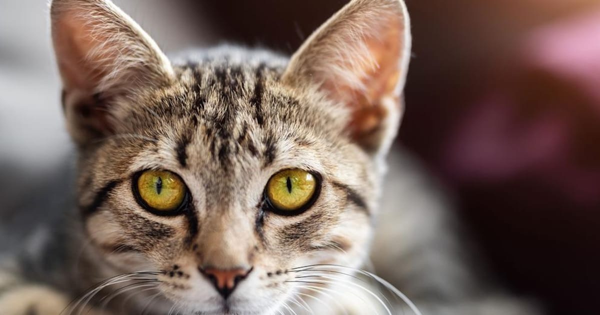 Je kat alleen thuis laten kan minder lang dan je denkt