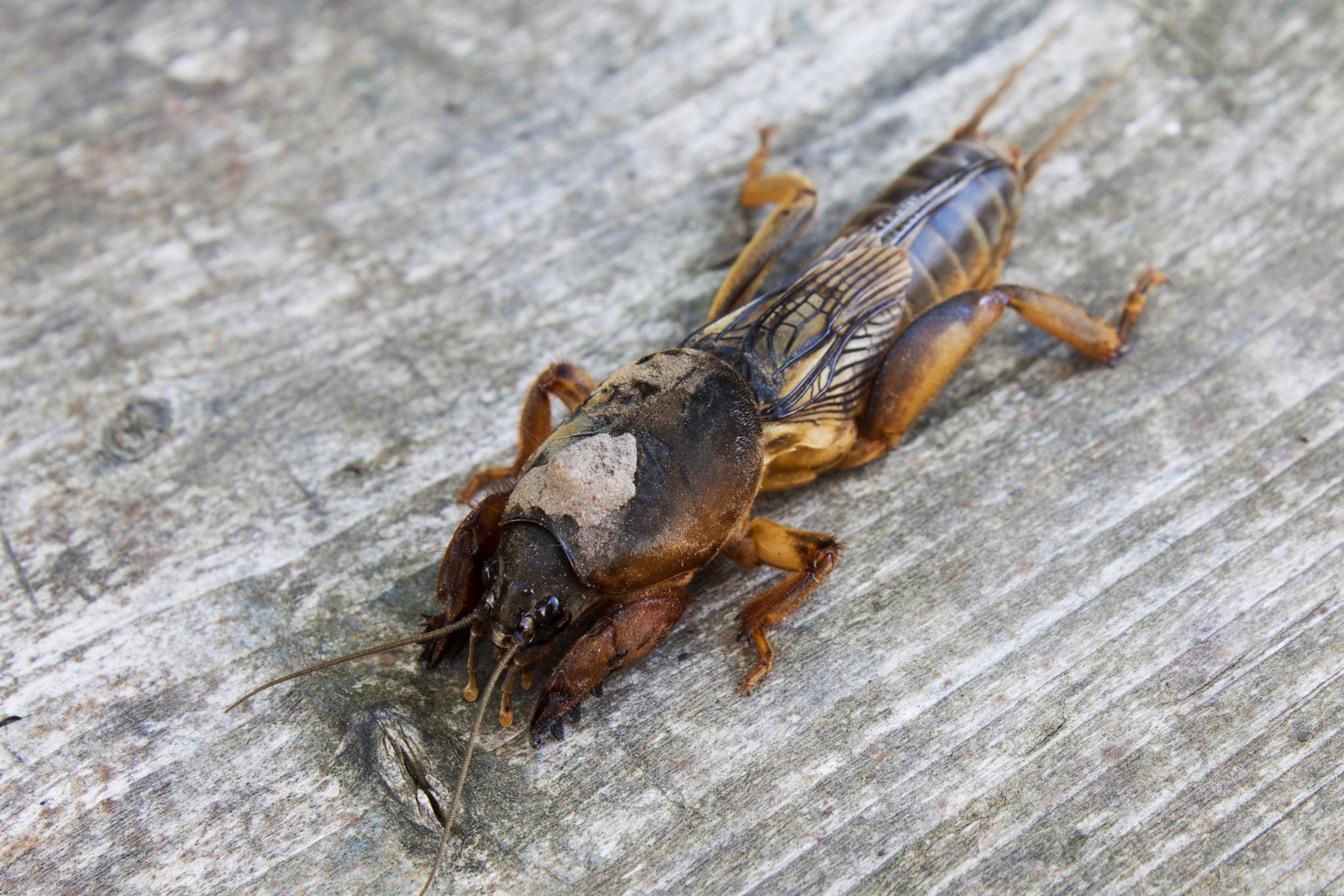 Veenmol teistert moestuinen: dit moet je weten over het insect