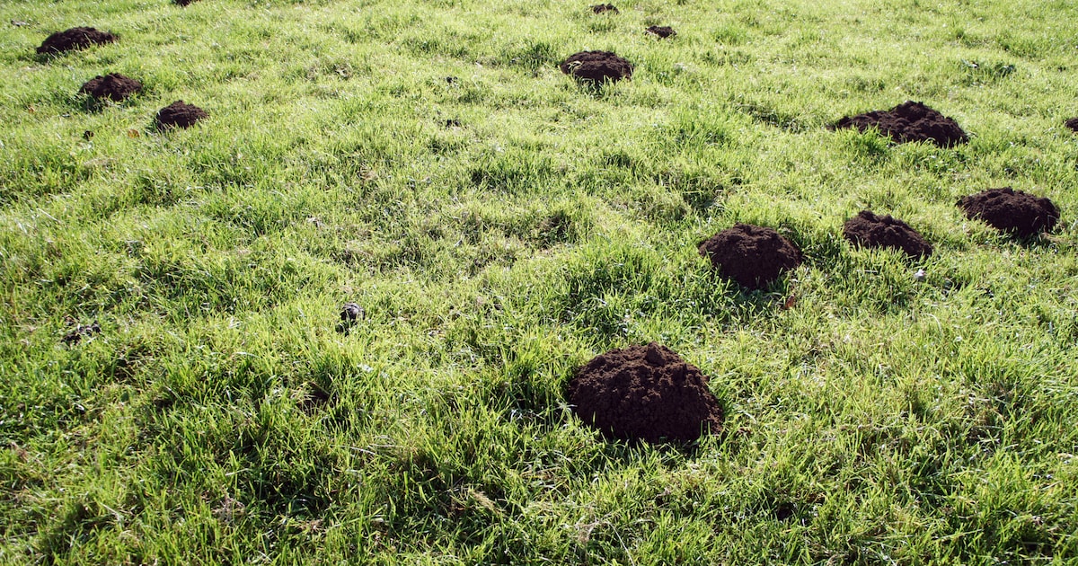 Last van mollen in je tuin? Zo kom je van die molshopen af | Margriet