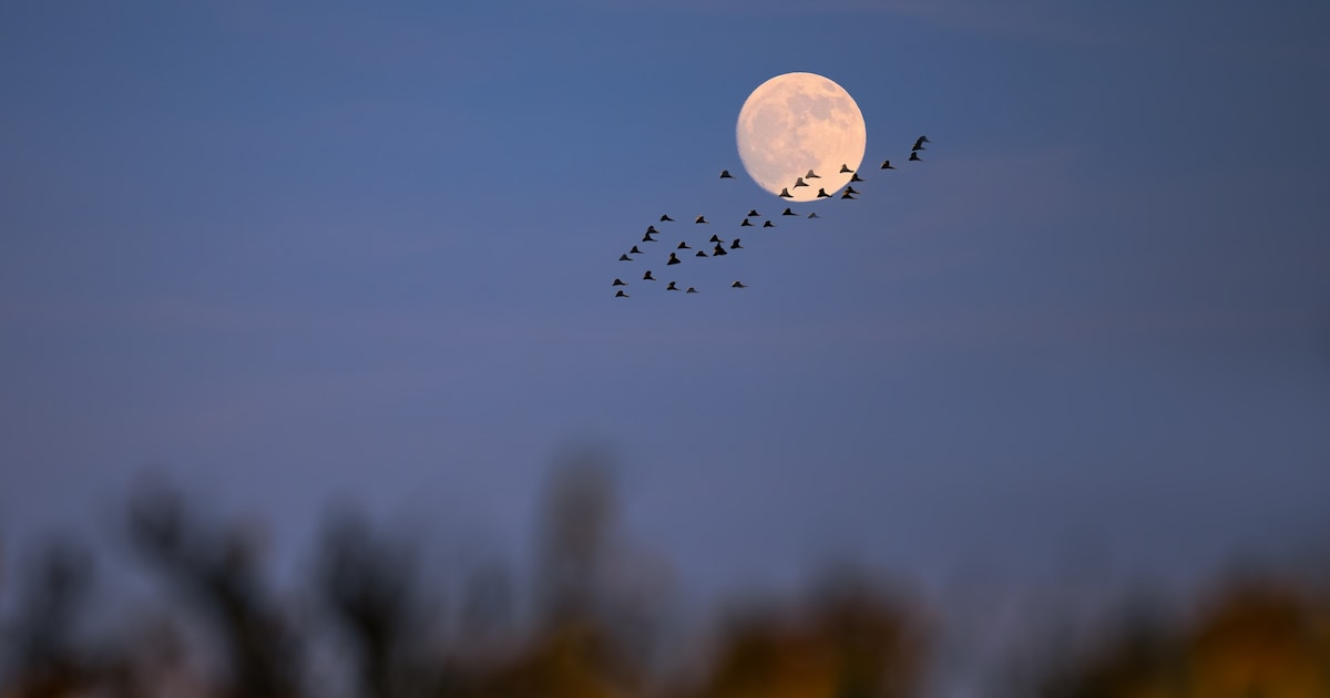 Dit is de invloed van de volle maan in april volgens de astroloog