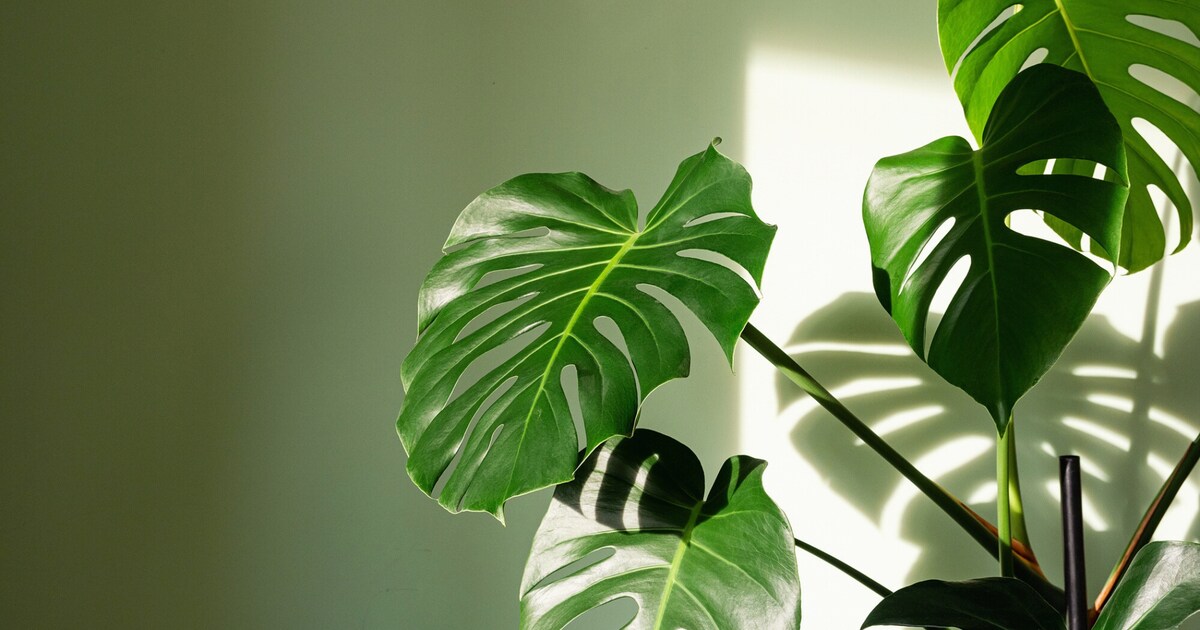 Deze 5 kamerplanten groeien razendsnel