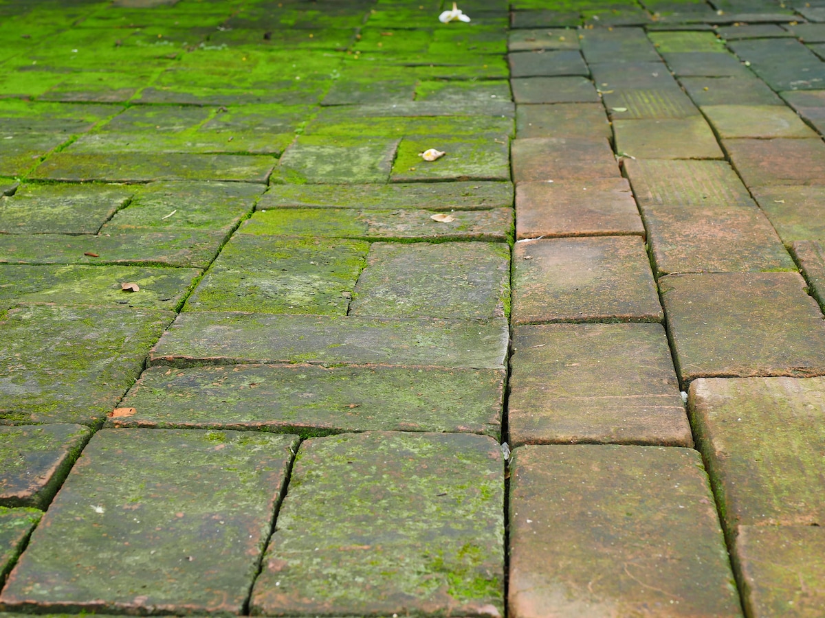 alg verwijderen tegels winter