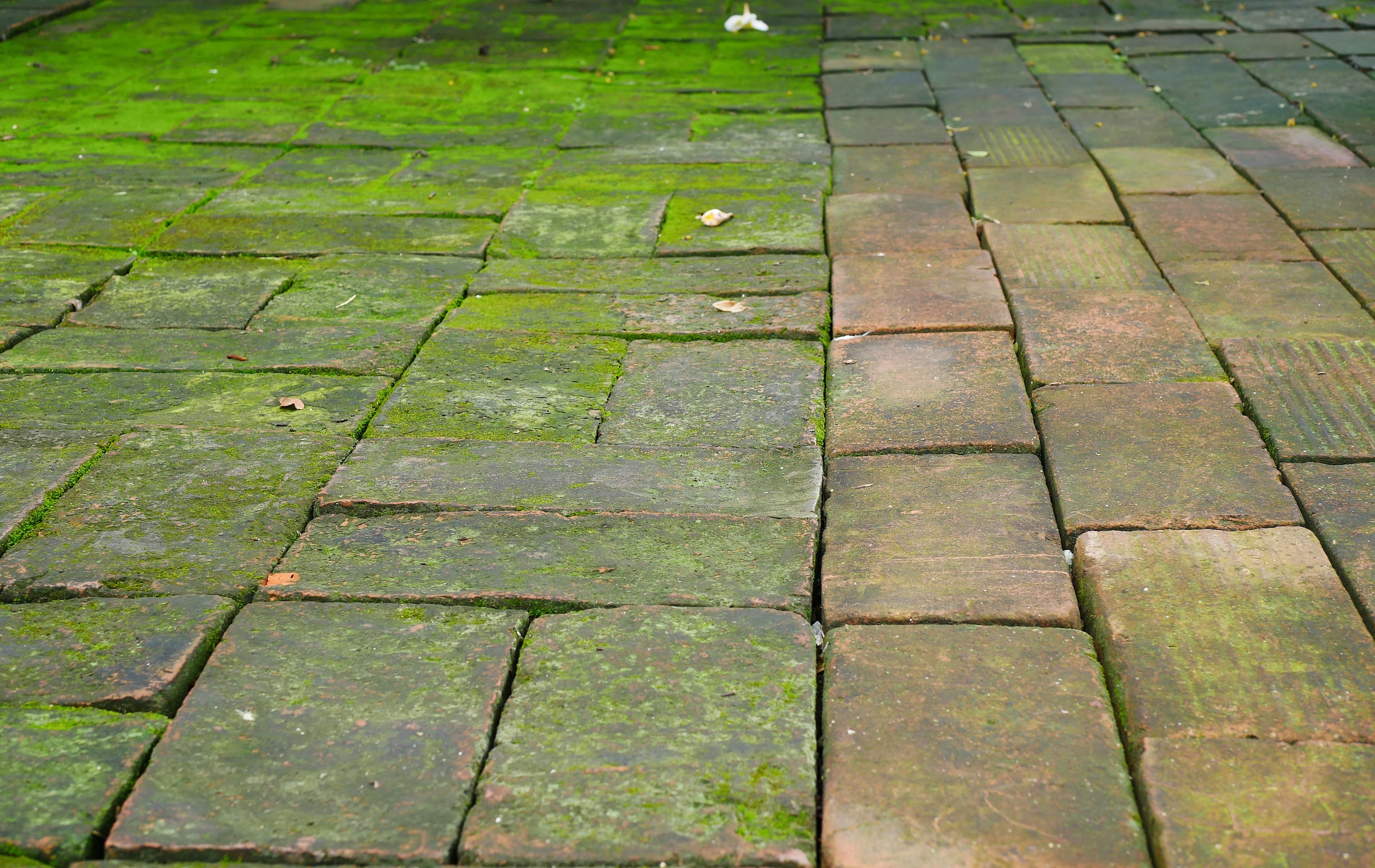 groene stoep in de winter