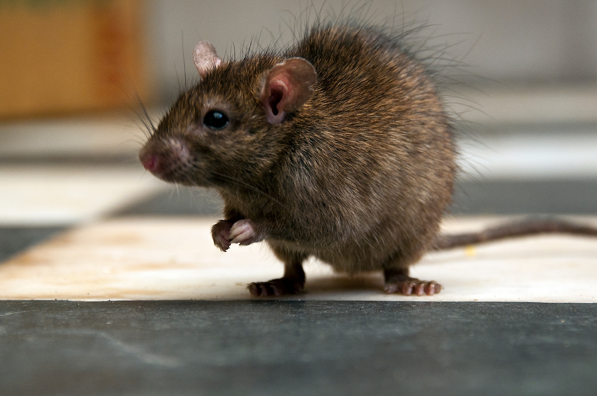Hogere temperaturen leiden tot steeds meer ratten - zó voorkom je een plaag