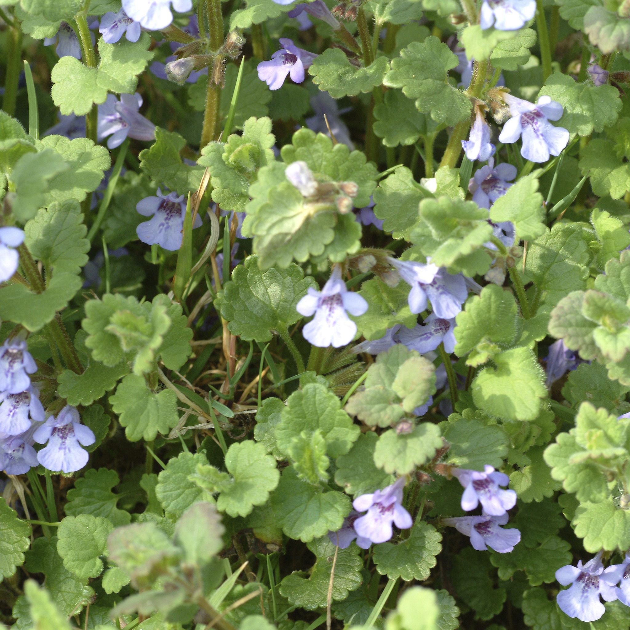 Zó reken je af met heermoes in de tuin
