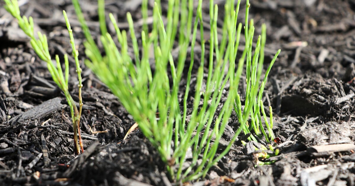 Zó reken je af met heermoes in de tuin | Margriet