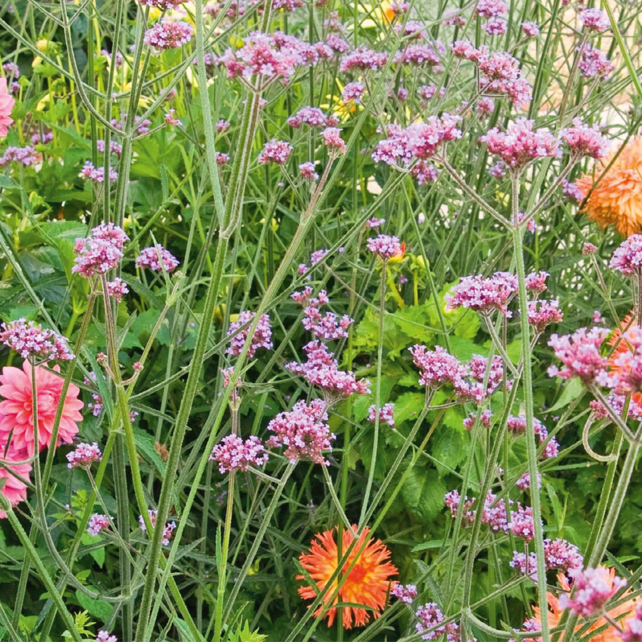 Let op: deze planten zorgen vaak voor een allergische reactie - Margriet -  inspiratie voor een gelukkig, gezond en betrokken leven