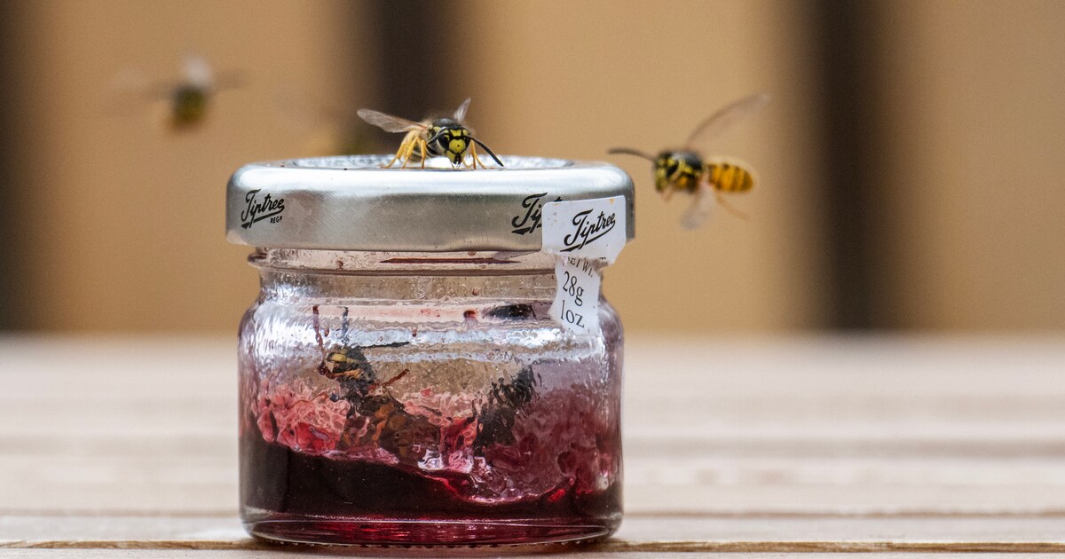 Deze middeltjes helpen tegen een bijen-, hoornaar- of wespensteek (en deze niet)