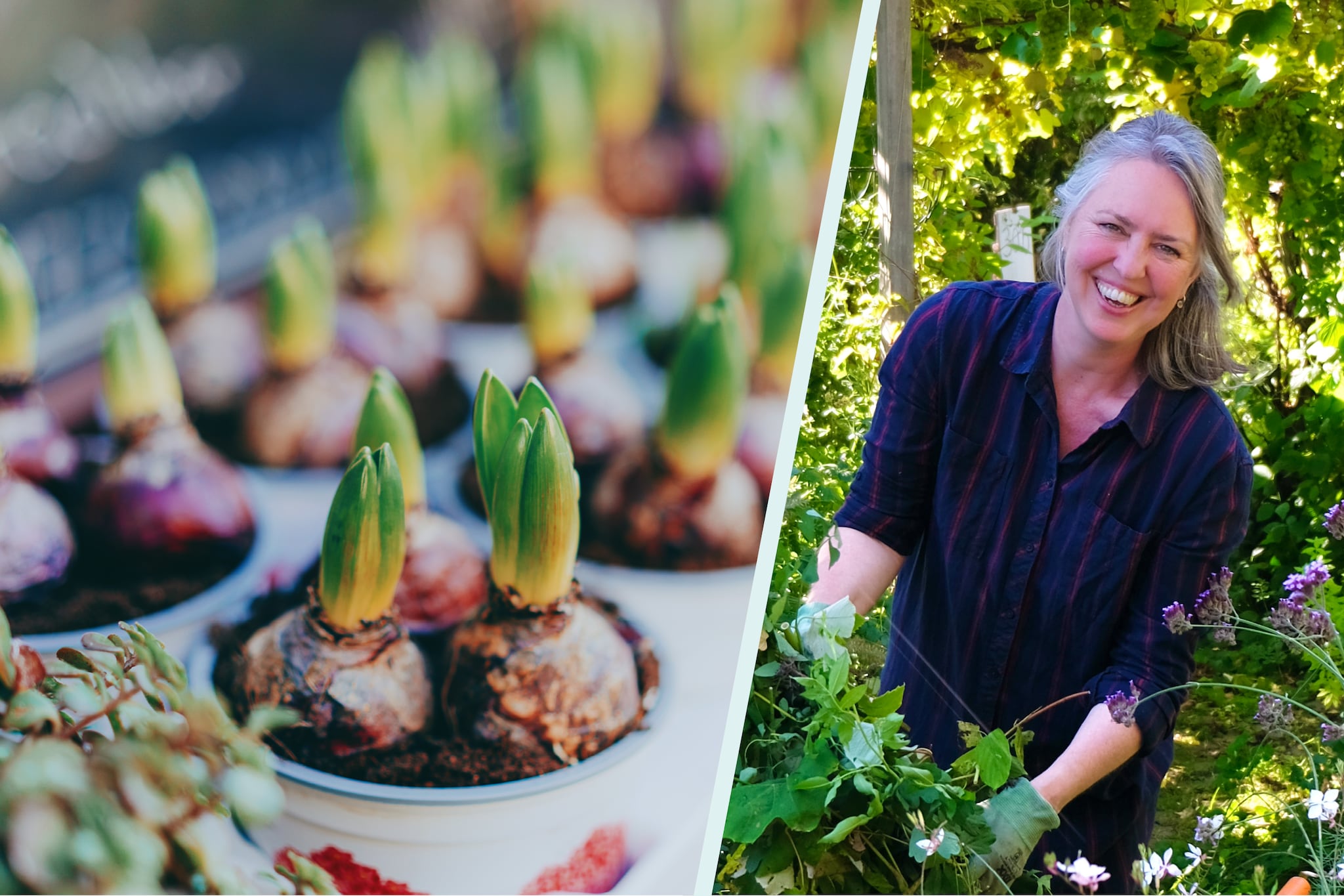Vergeet tulpen: waarom déze bollen je tuin tot leven brengen