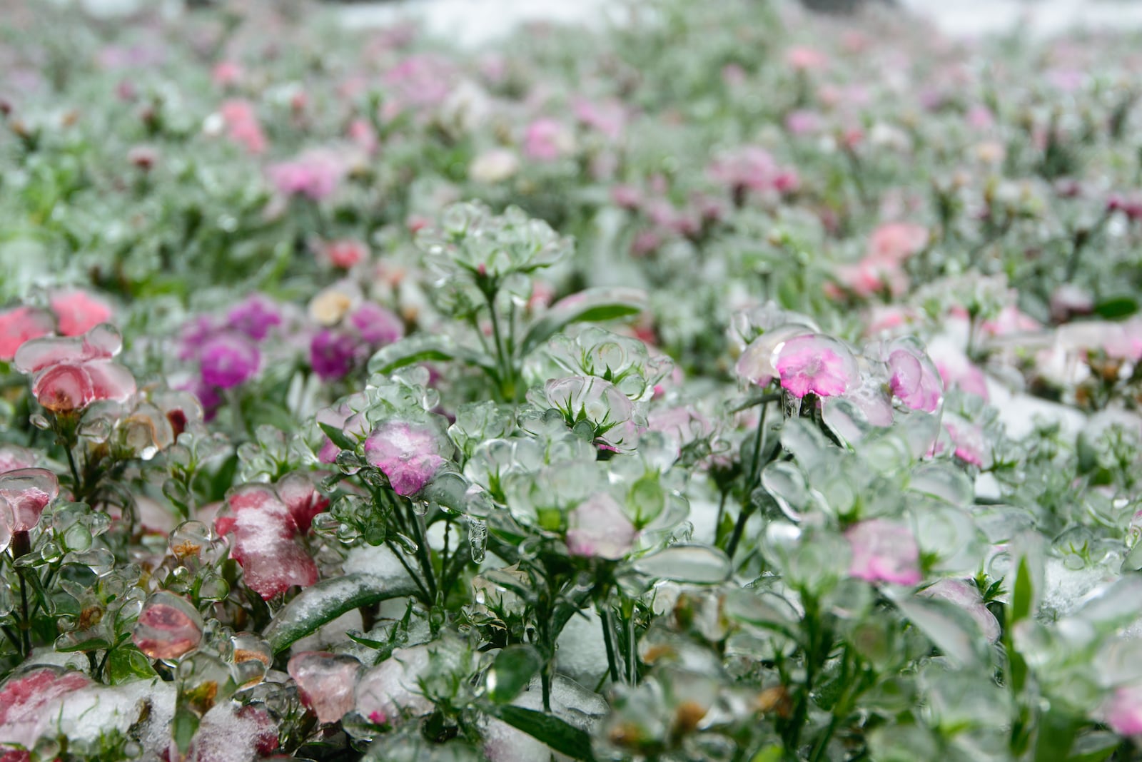 Steeds minder vorst in mei: wat betekent IJsheiligen voor je tuin?